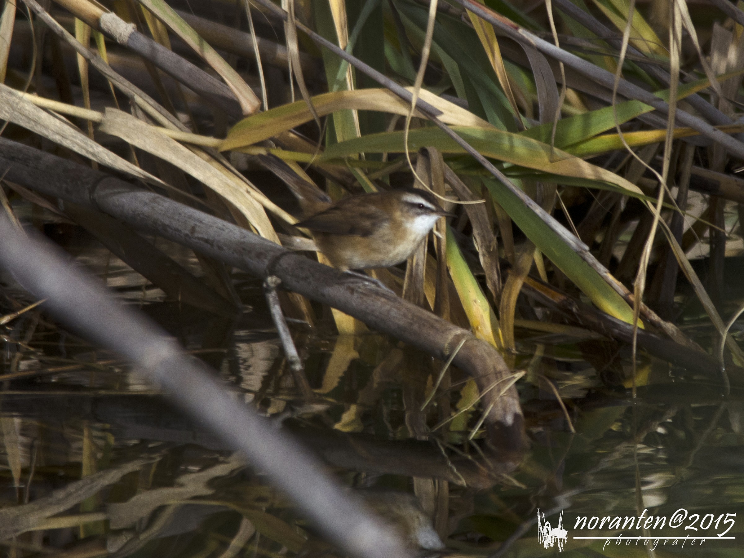Forapaglie Castagnolo