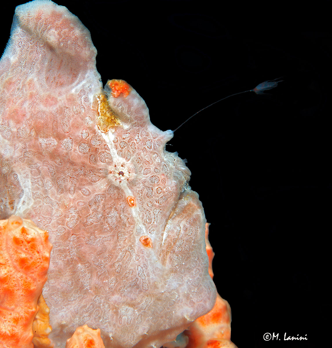 The fisherman and his bait