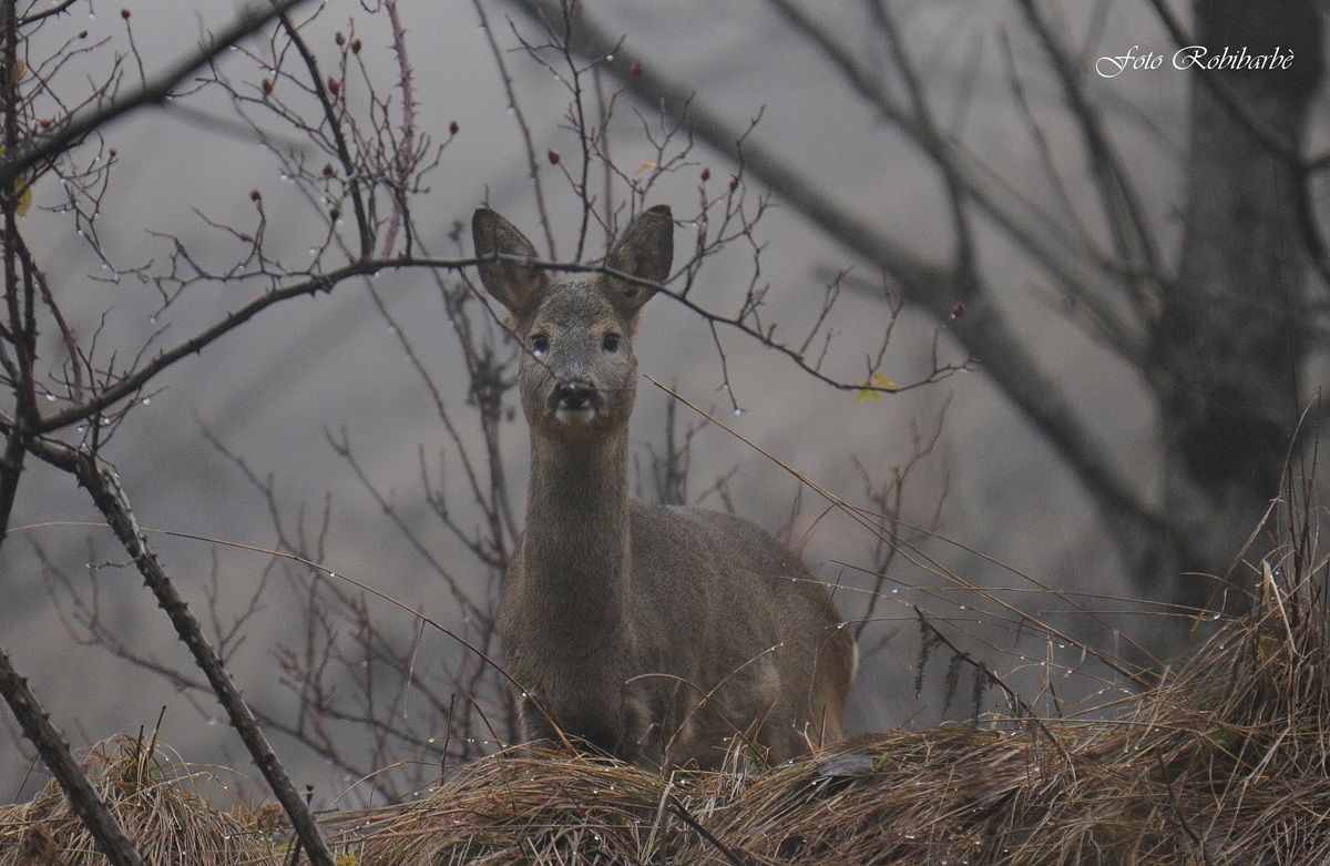 Capriolo...stupore selvaggio...