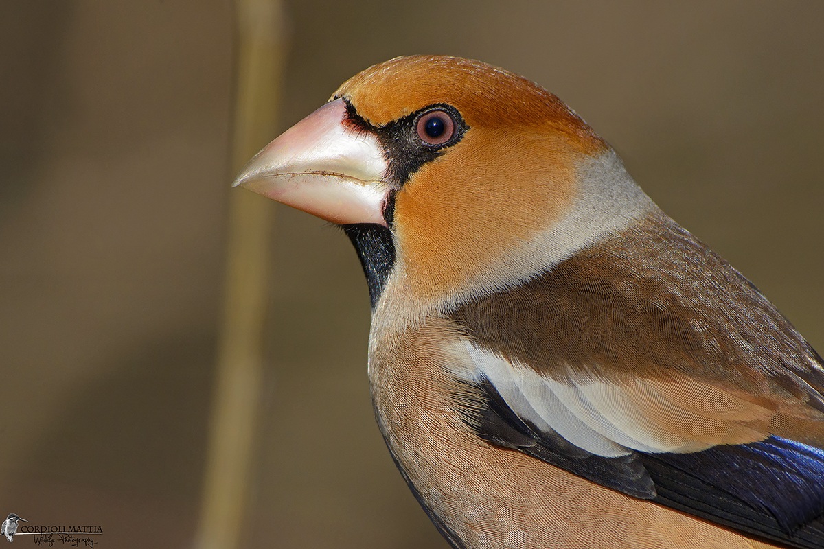 Hawfinch Portrait