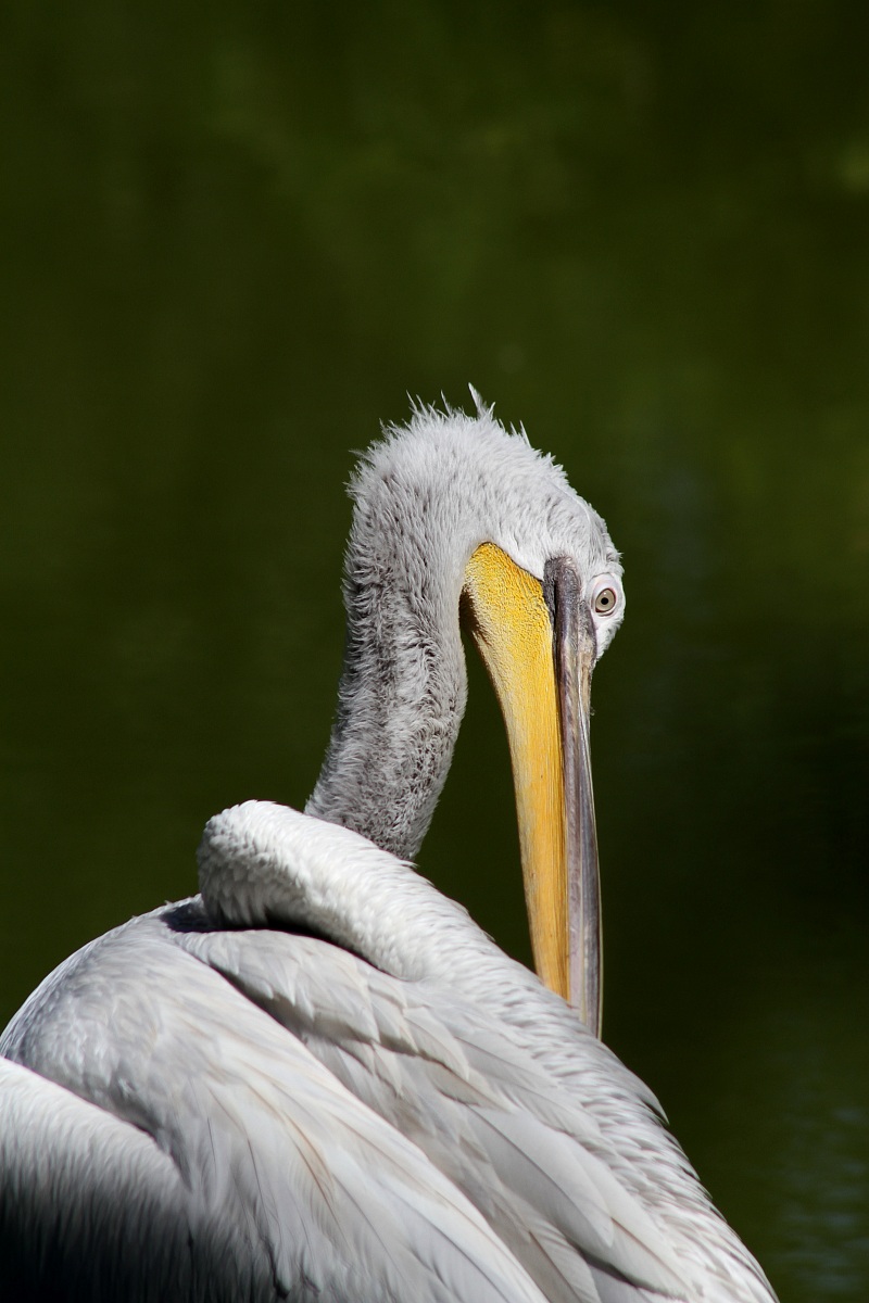 Pelican