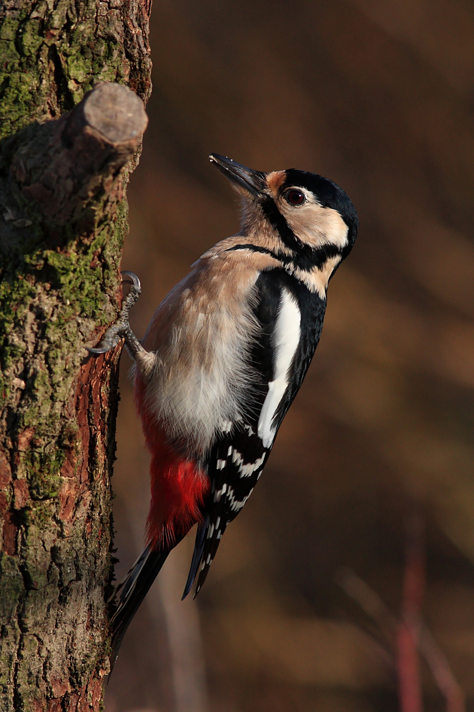 Picchio rosso 02-01-2015