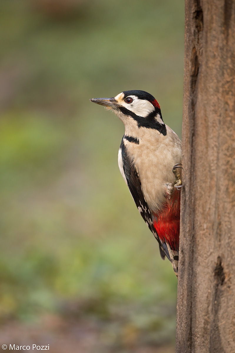 Spotted Woodpecker