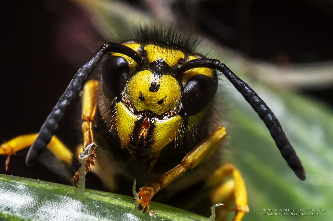 Wasp portrait