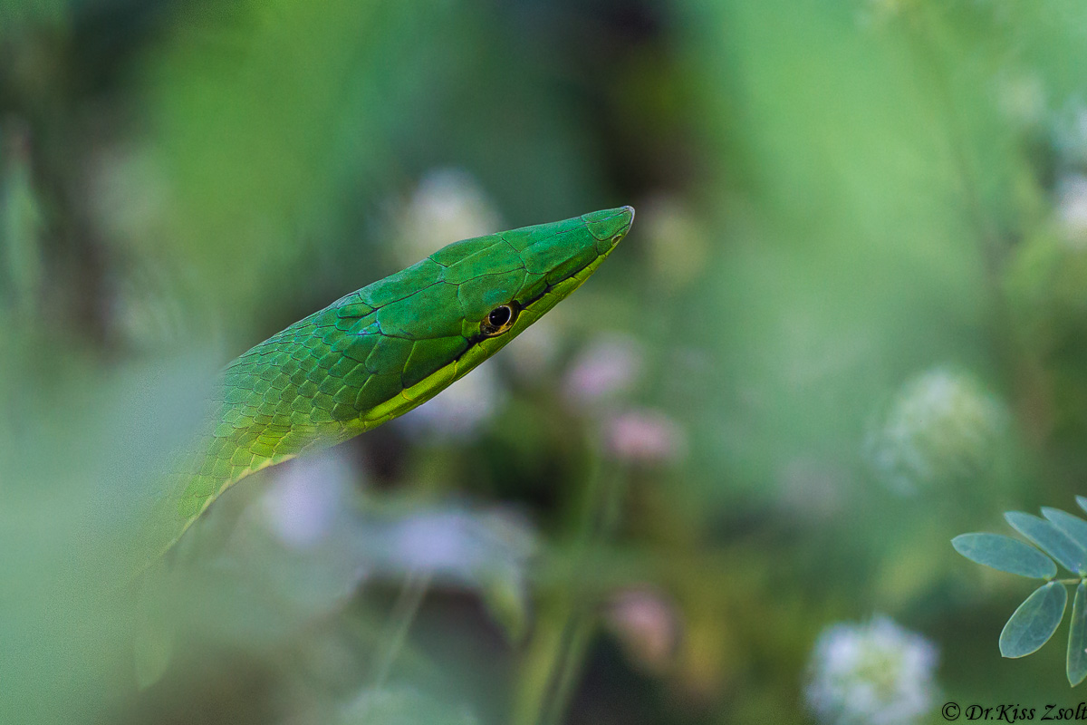 Verde Serpente frustino