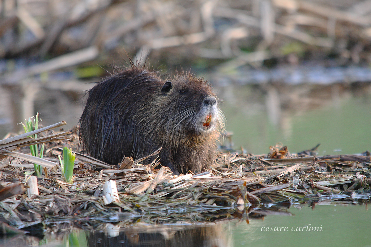 Nutria (Myocastur coypus)