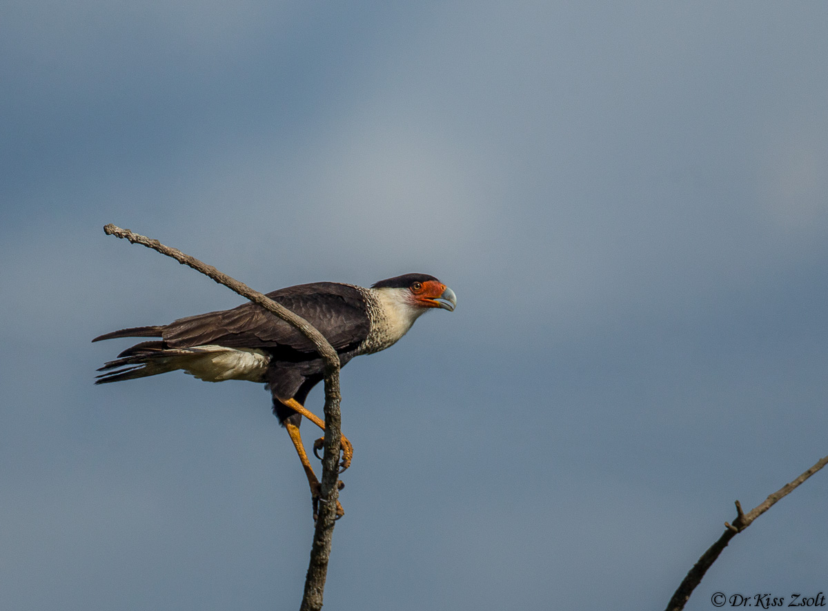 Crested Caracara