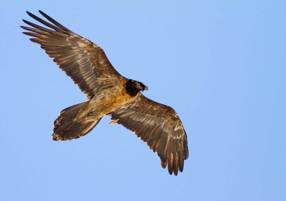 bearded vulture