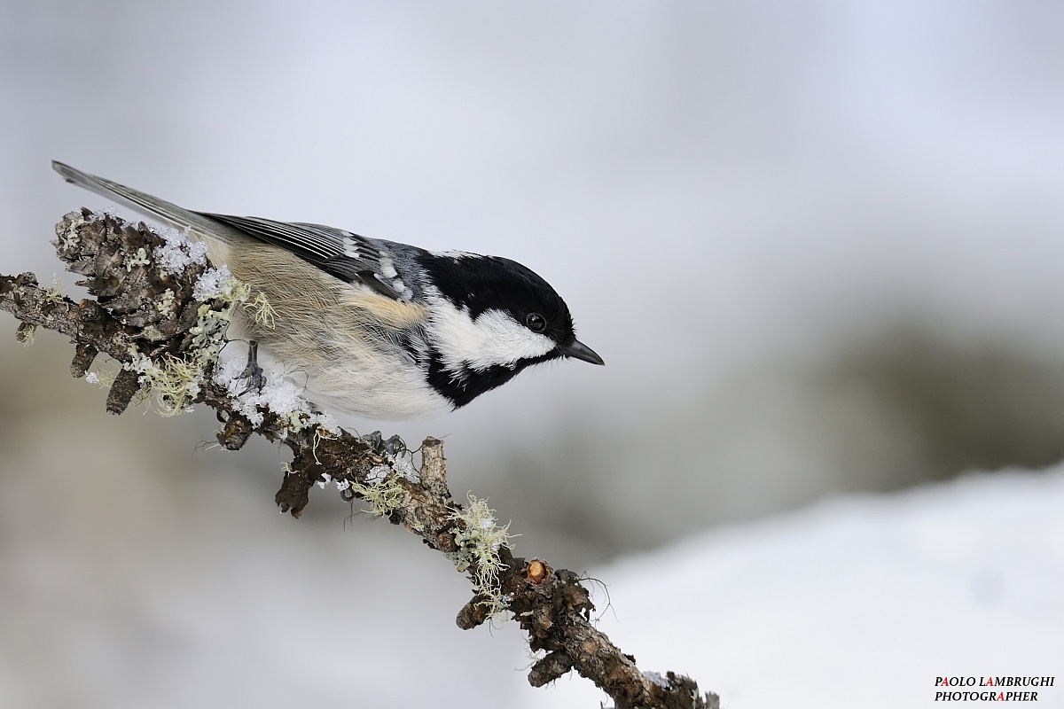 coal tit
