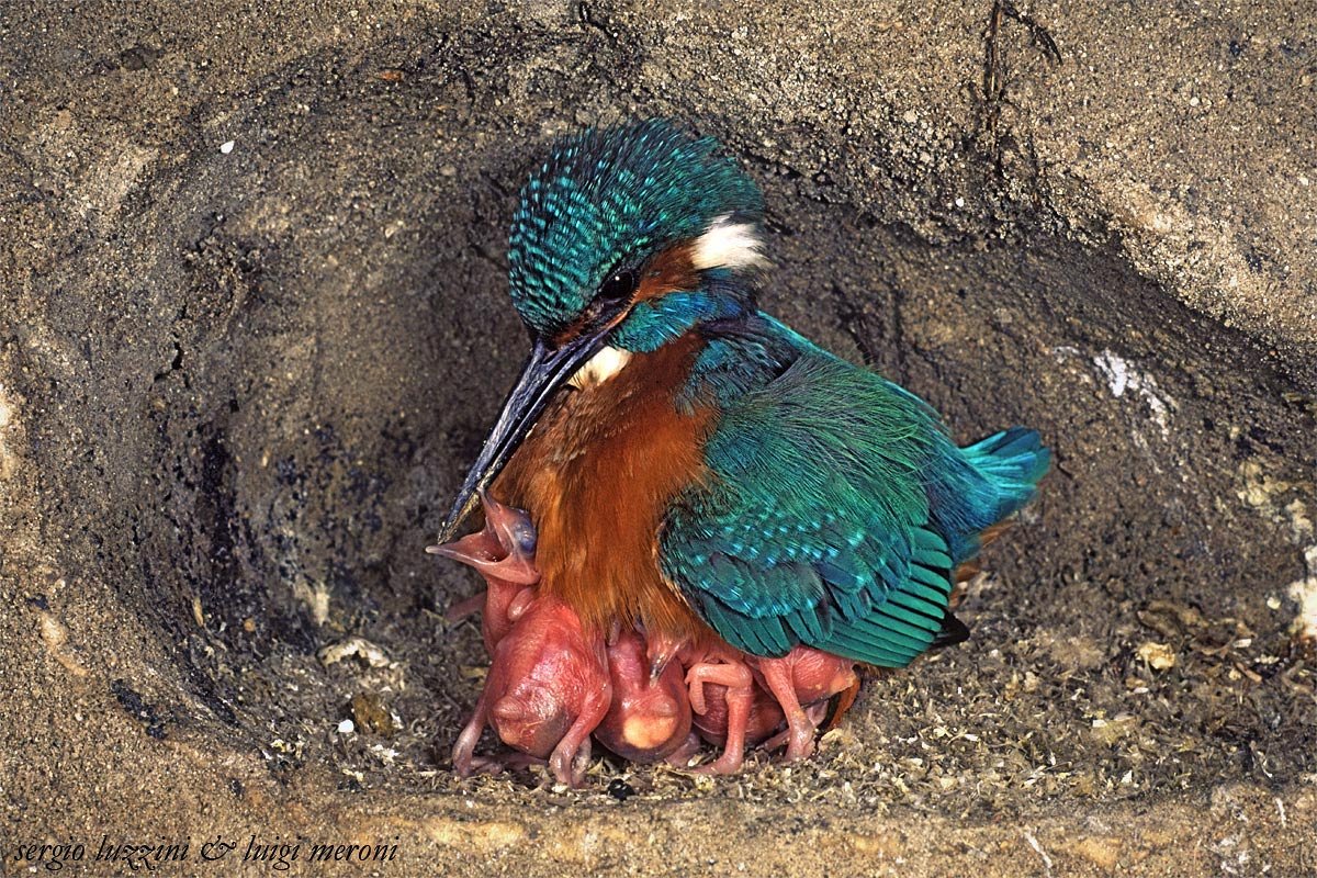 The first was Paul Fioratti