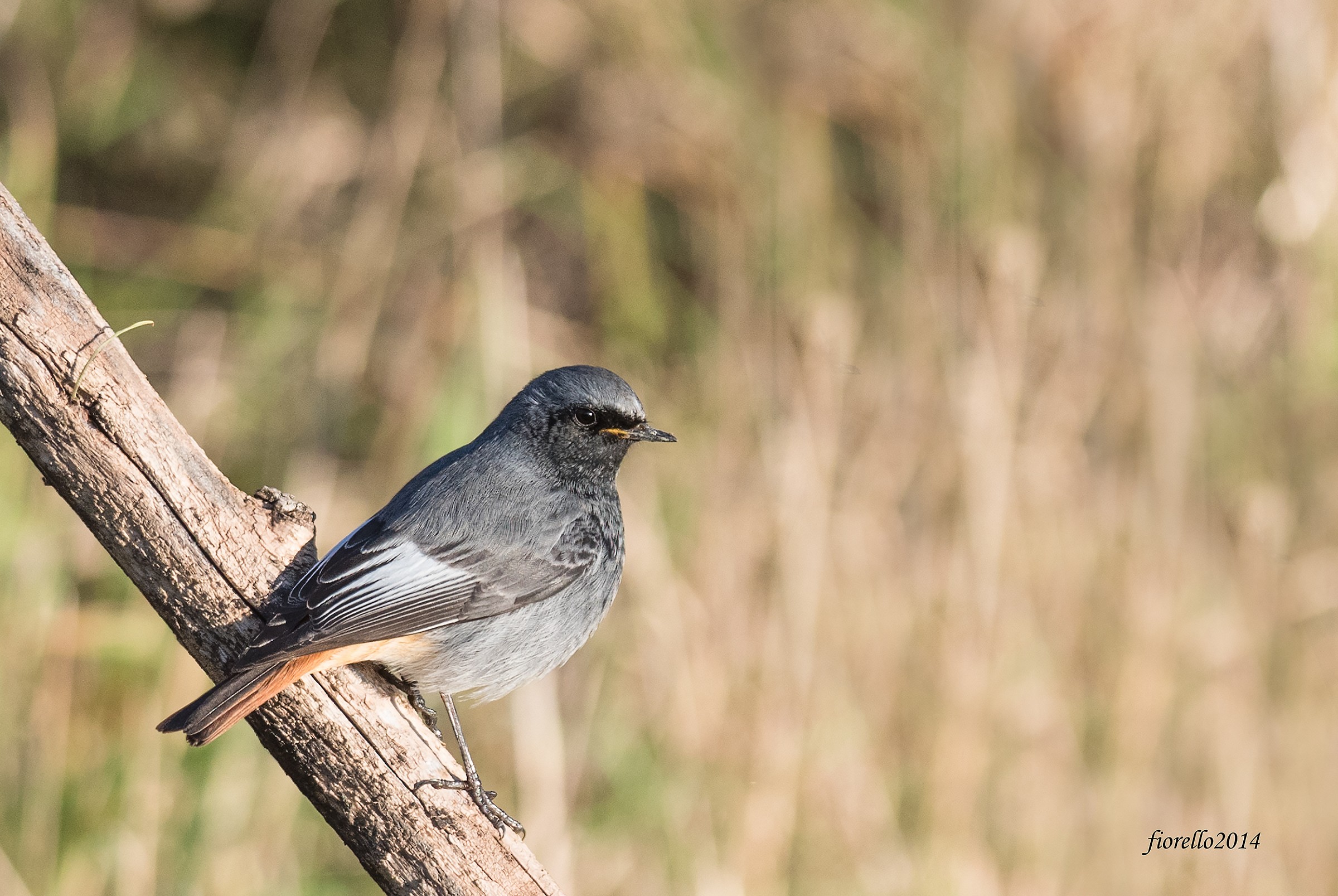 Codirosso spazzacamino