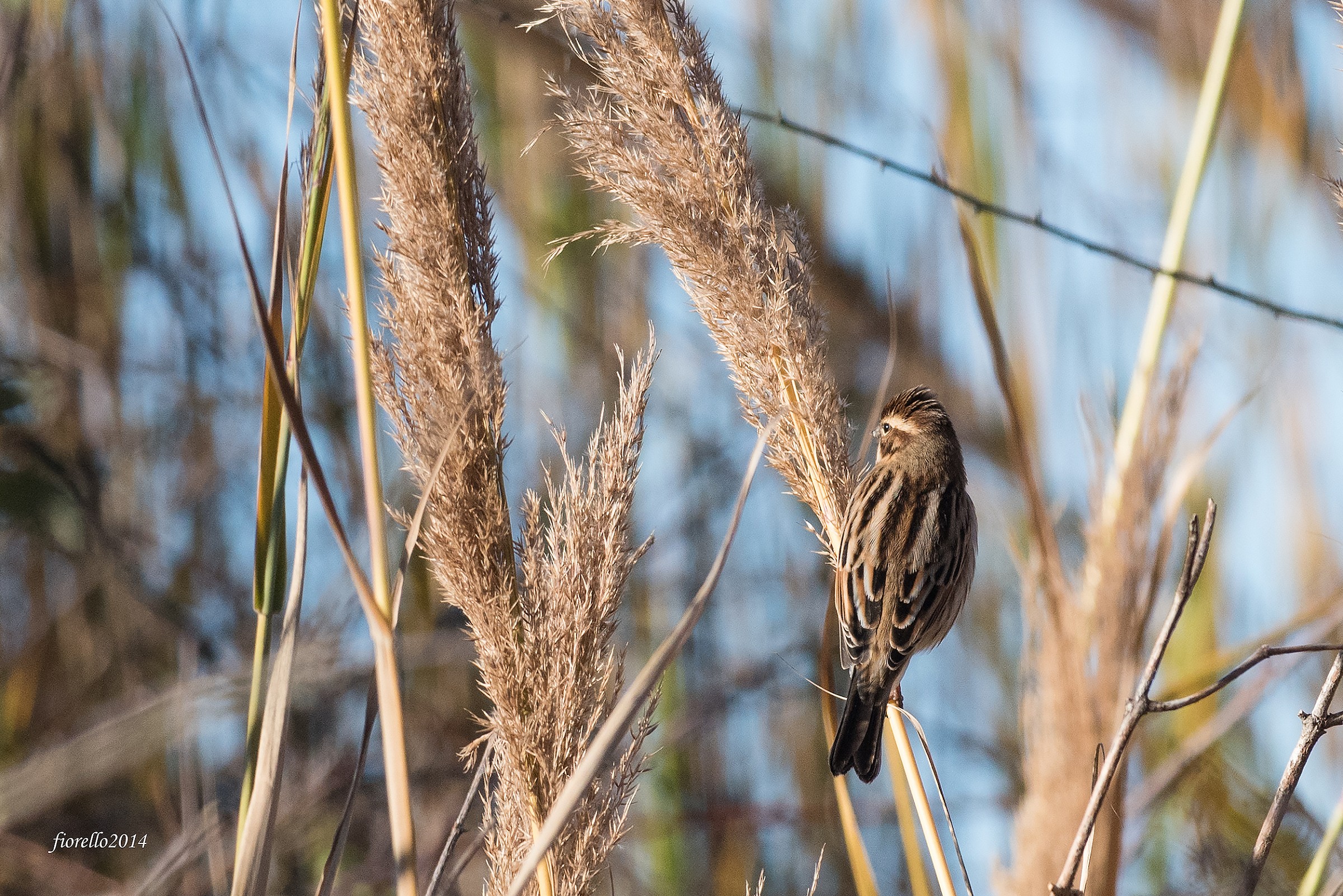 Migliarino di palude