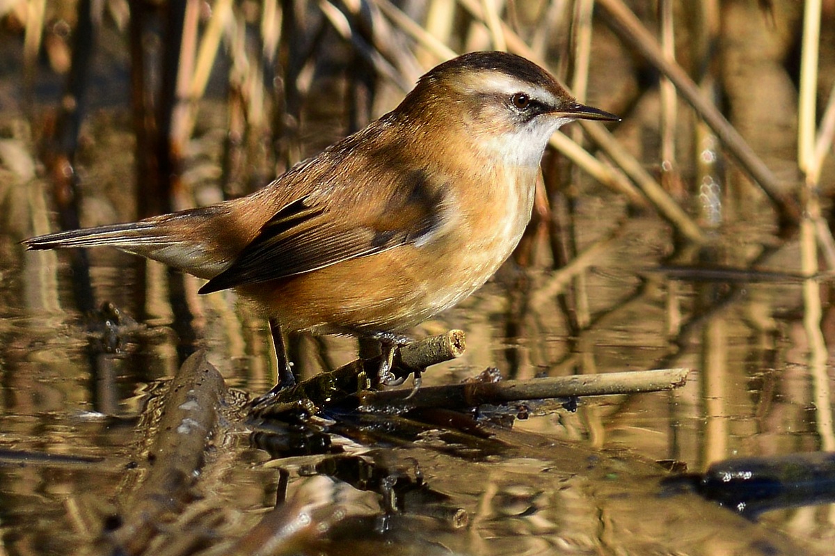 moustached warbler