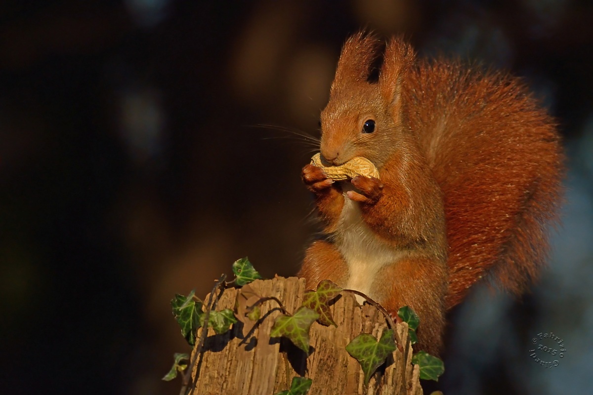 ... There are more 'nuts ....