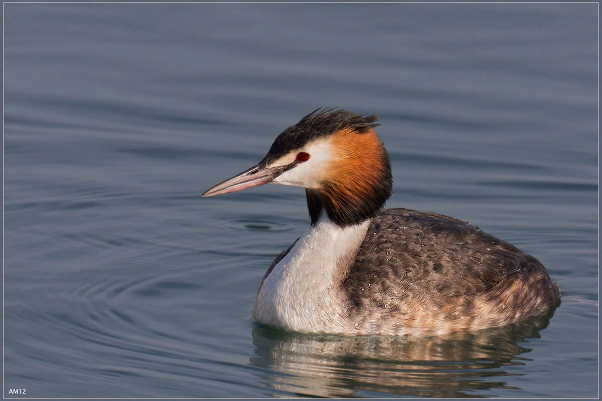 Grebe - Sirmione