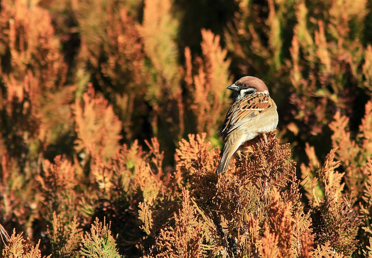 Simple but effective !!