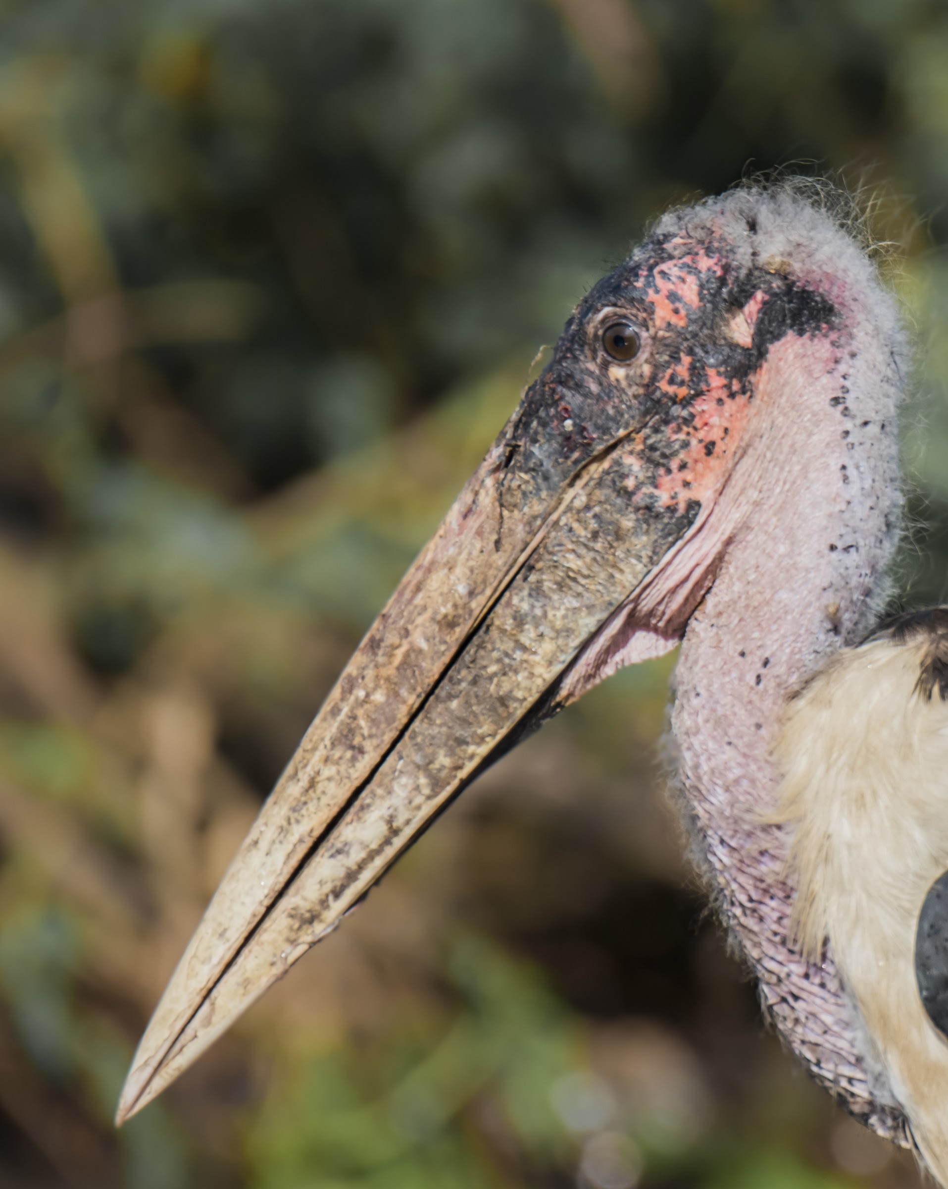 Leptoptilus Crumeniferus - Marabù - Ritratto