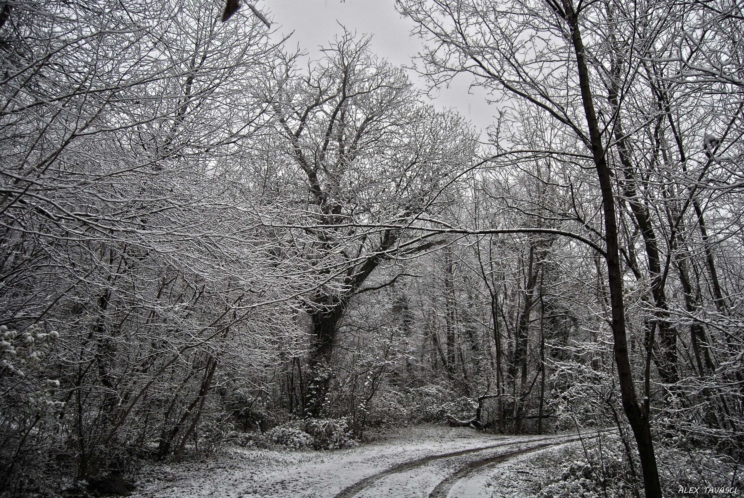 Passeggiata invernale.