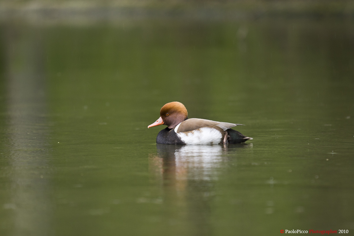 Turkish Pochard (