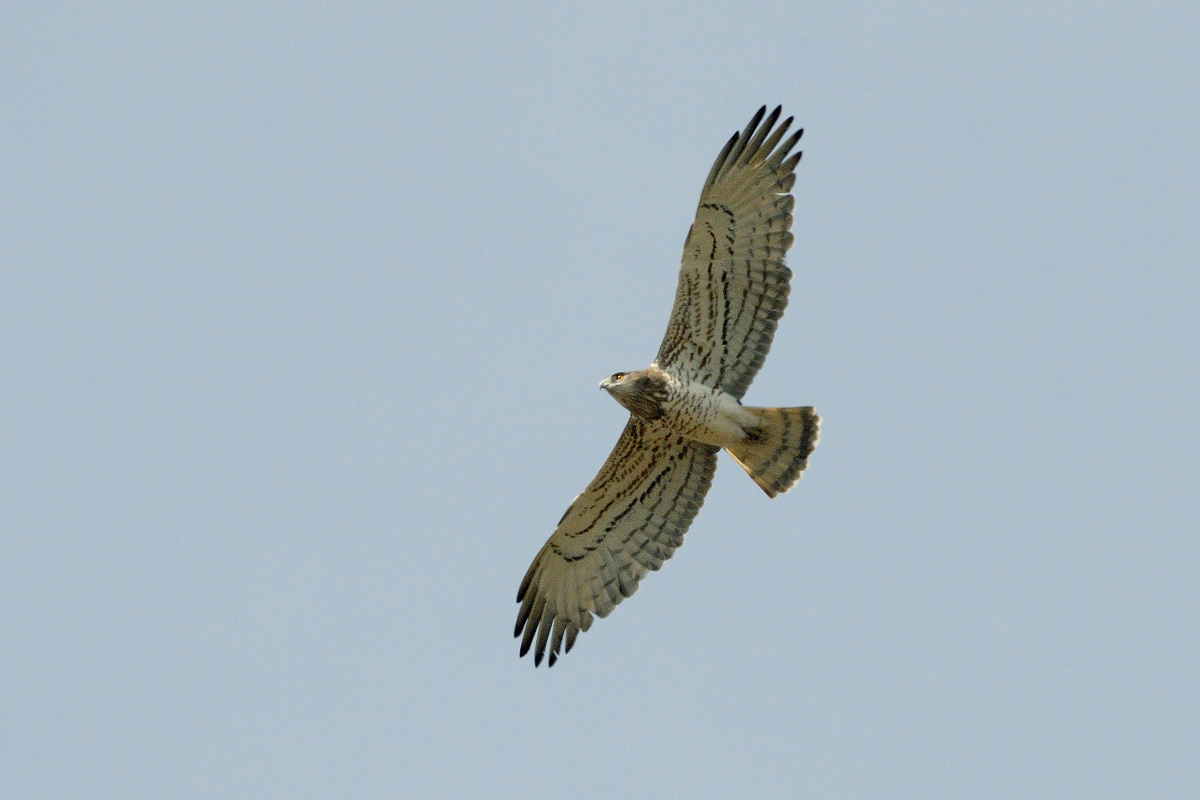 Biancone (Short-toed Eagle)