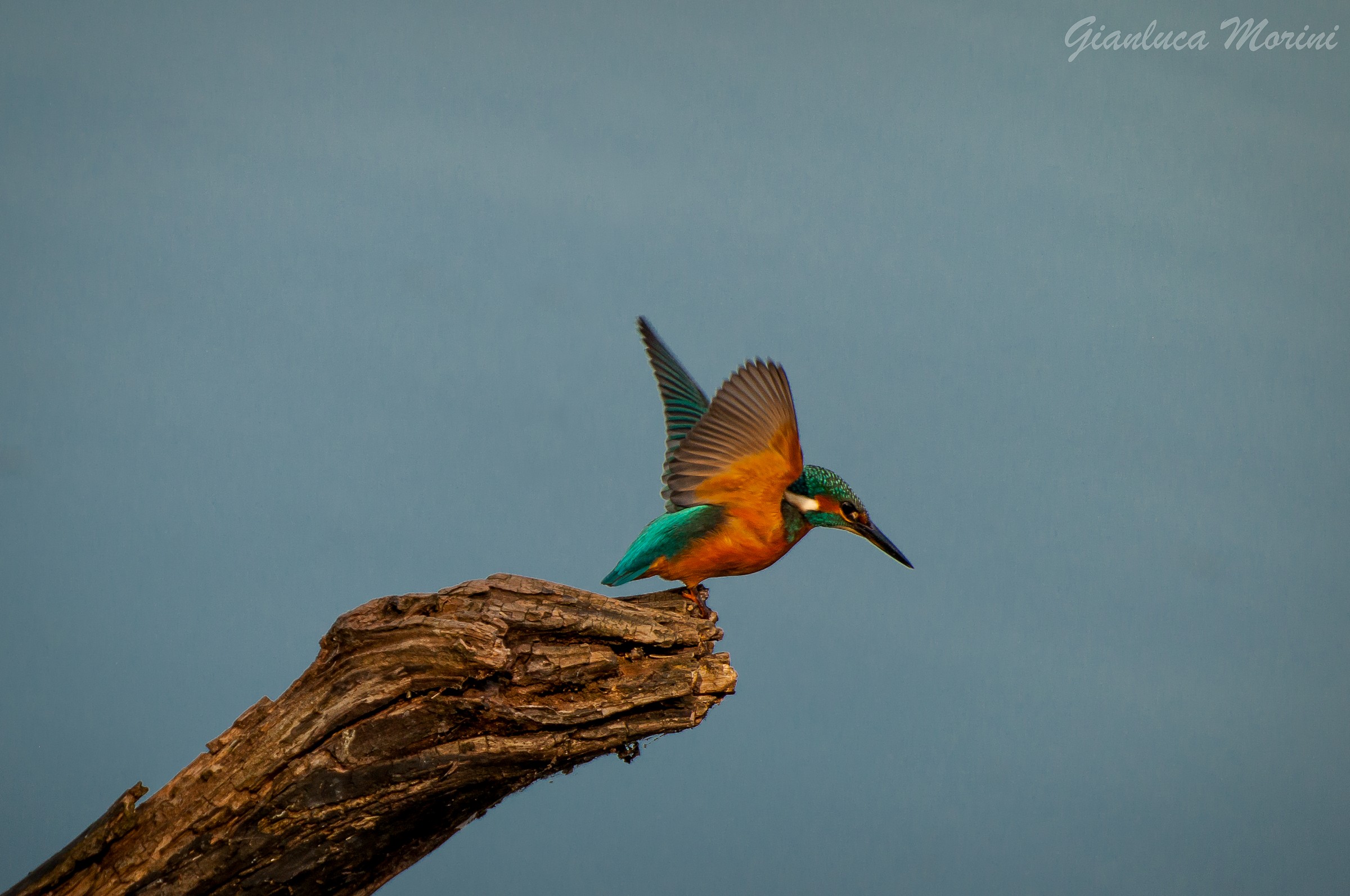 Departure of Martino