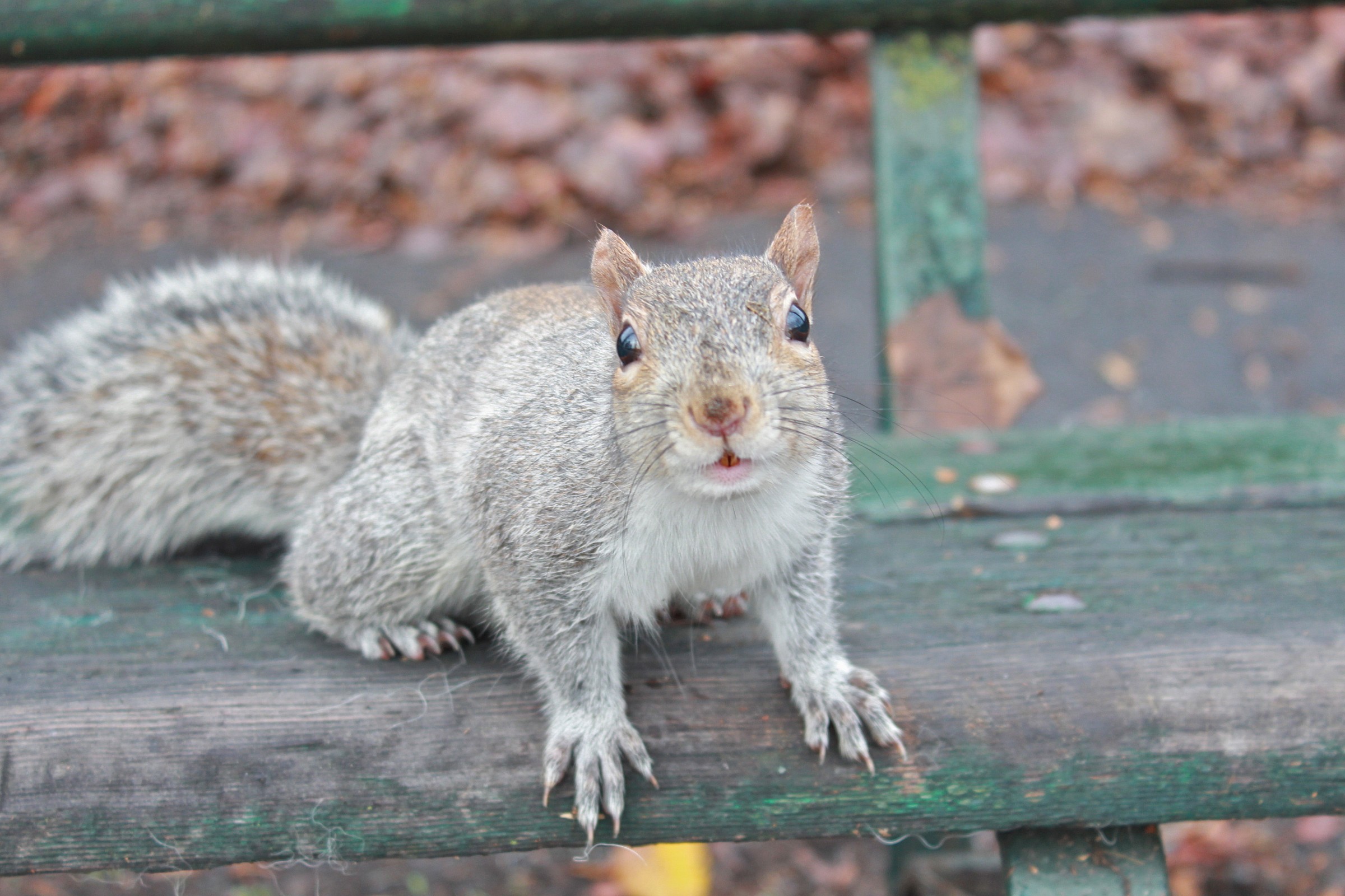 A curious little friend