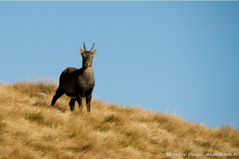 Valmbrembana 31 ottobre 2011