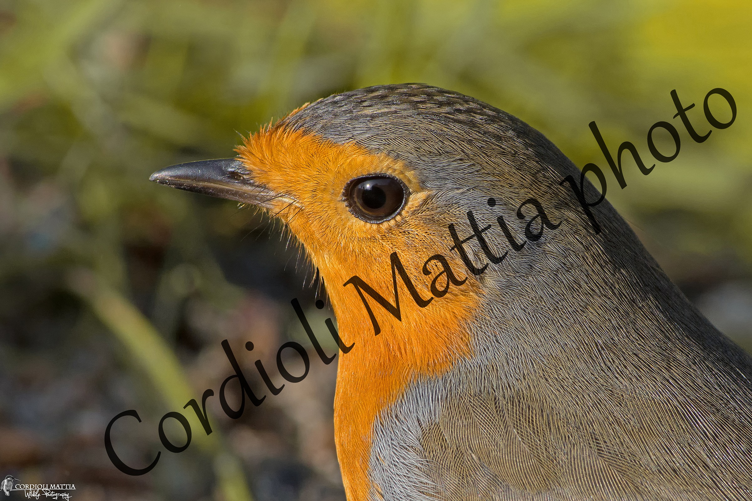 The Soul of Robin ....