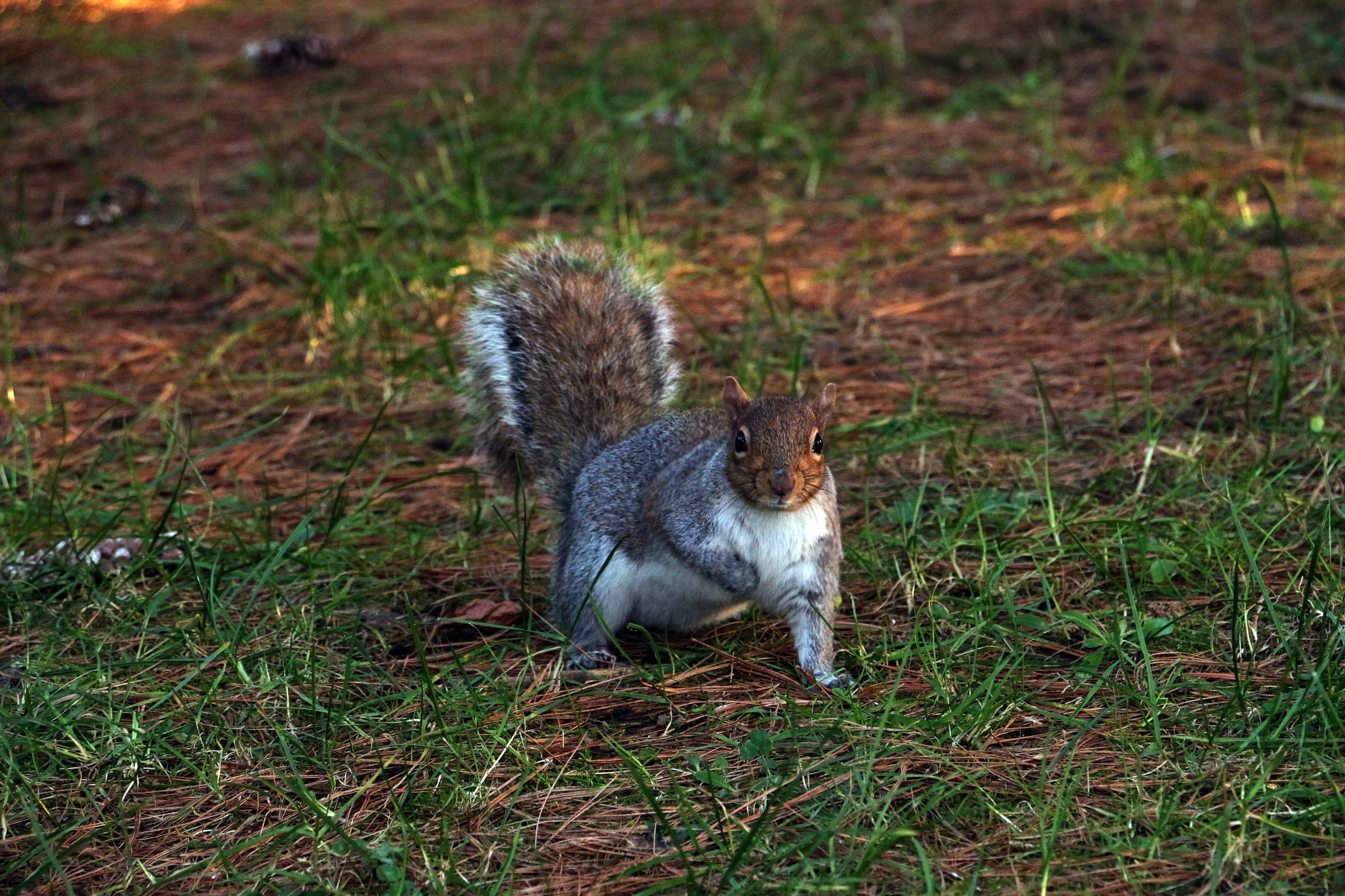 Squirrel thymidine