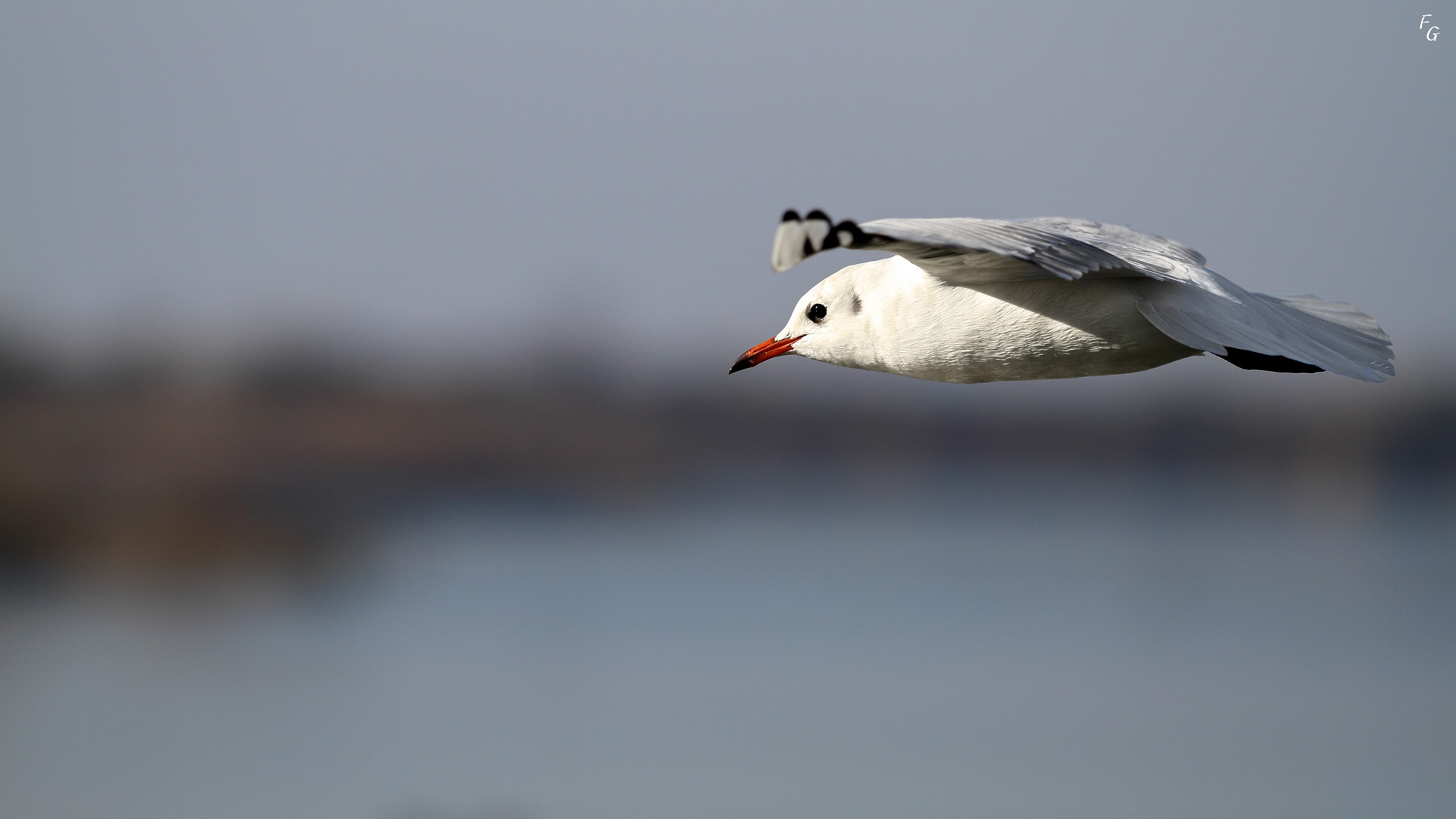 Headed Gull