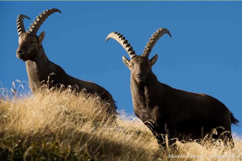 Valmbrembana October 31, 2011