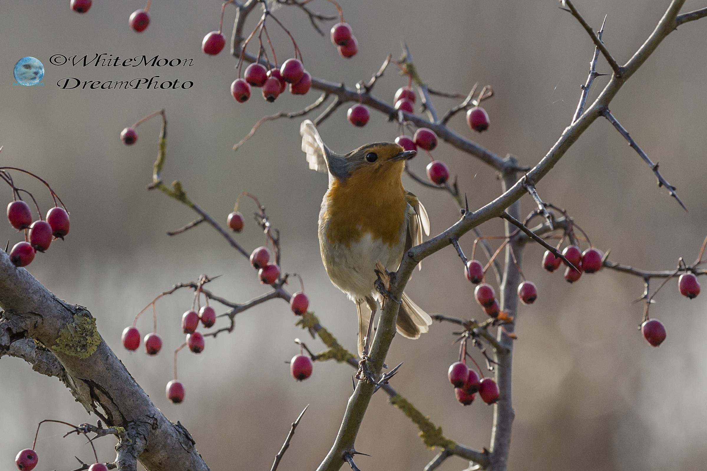 Quando il rosso non è furore, ma delicatezza....