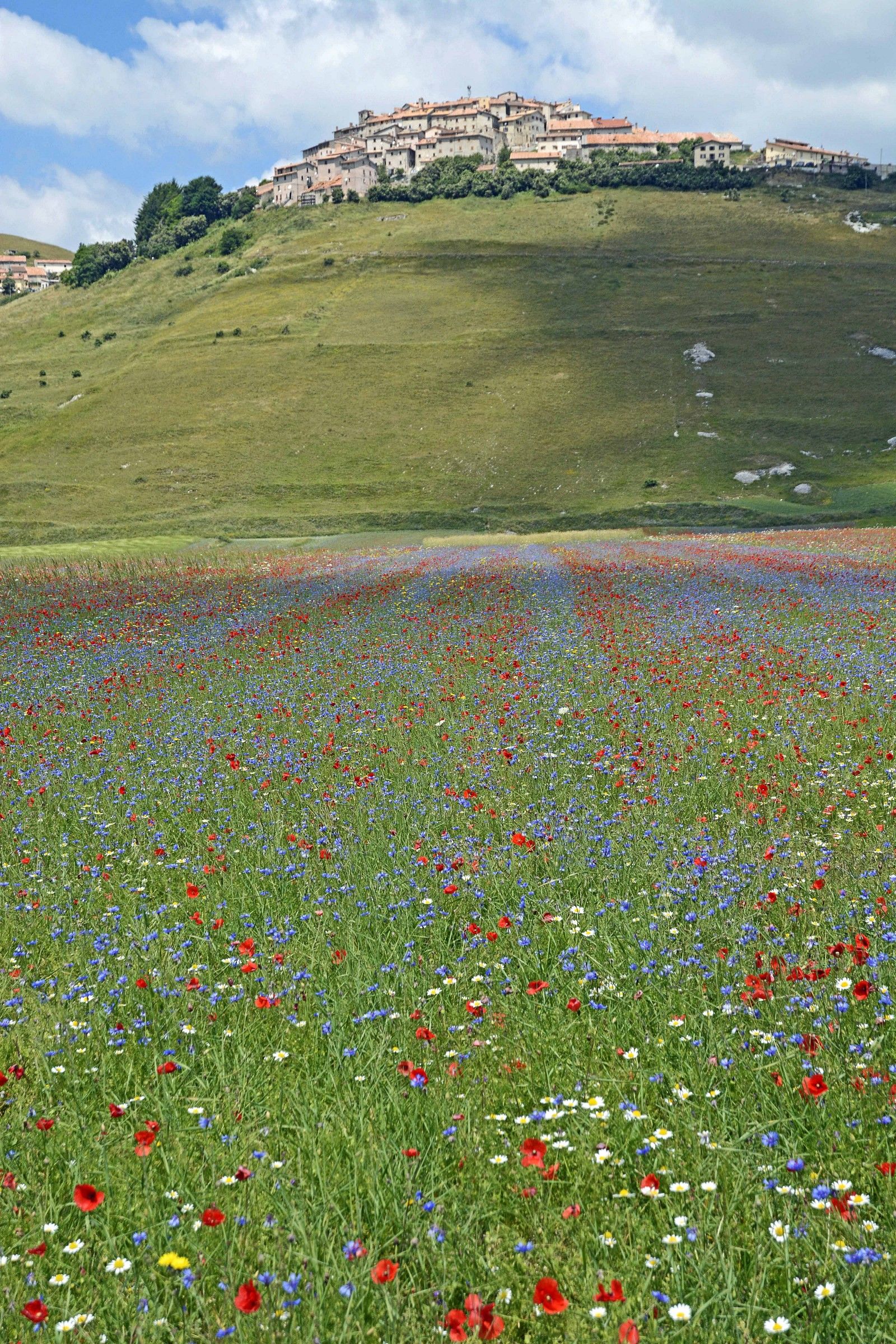 Bloom 2014 in the Plain of Castelluccio