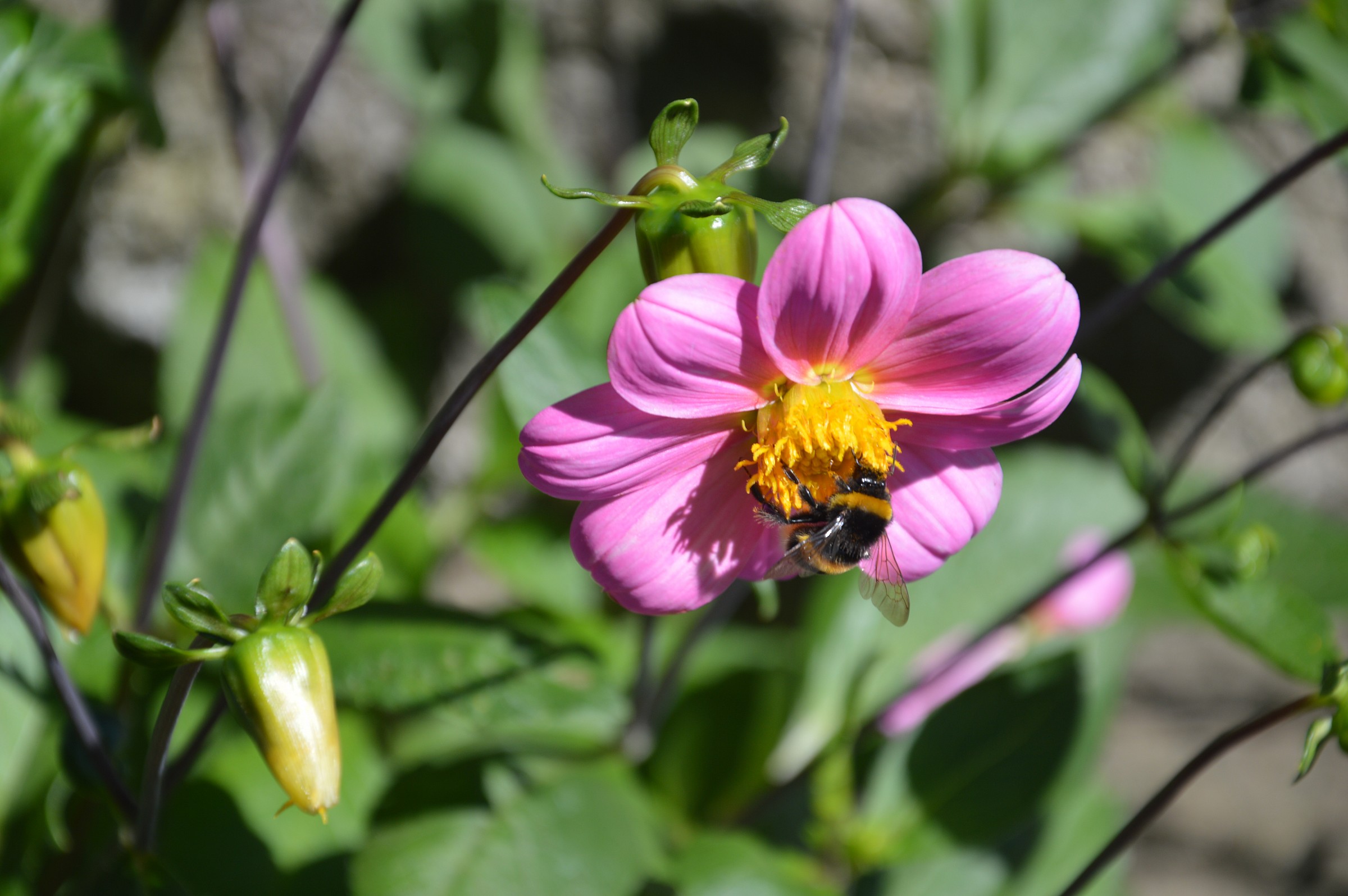 Stresa, Villa Pallavicini