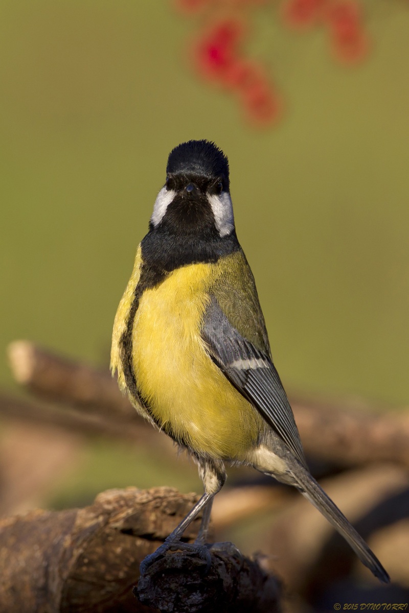 Hei,..ce l'hai con me?!