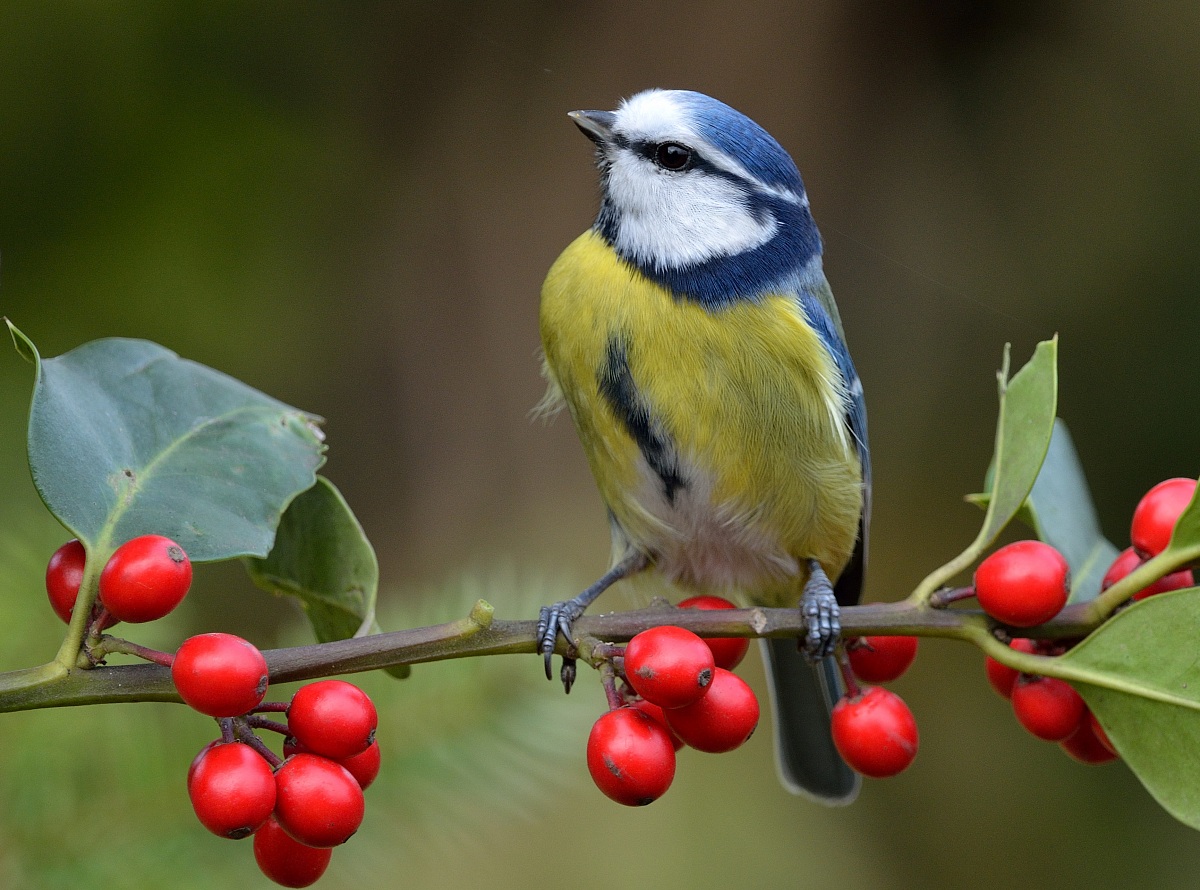Bluetit - I