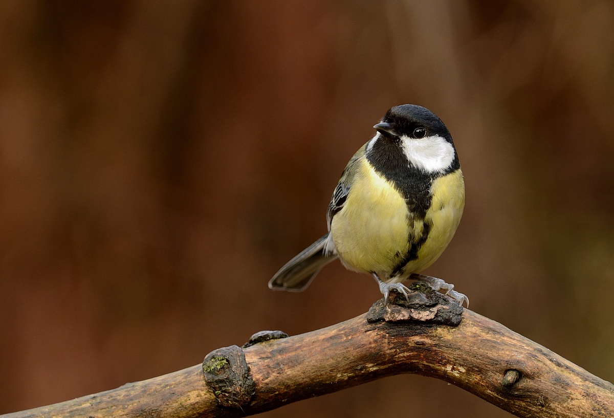 Greattit