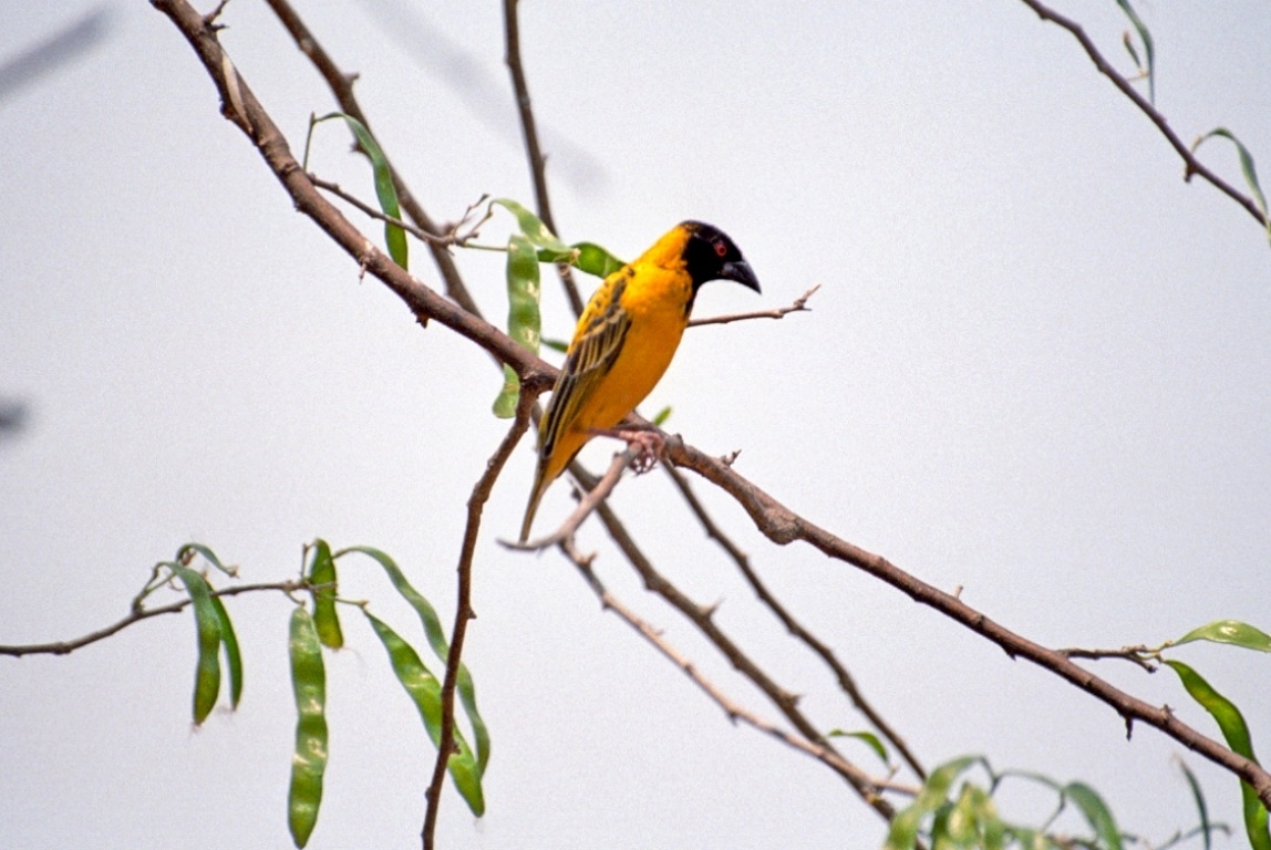 volatile South Africa