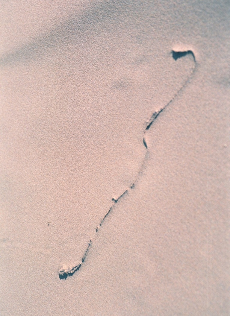 vipera semisommersa dalla sabbia