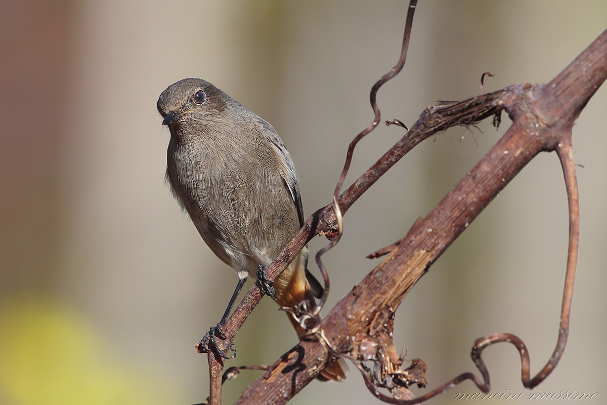 black redstart F (Black redstart)