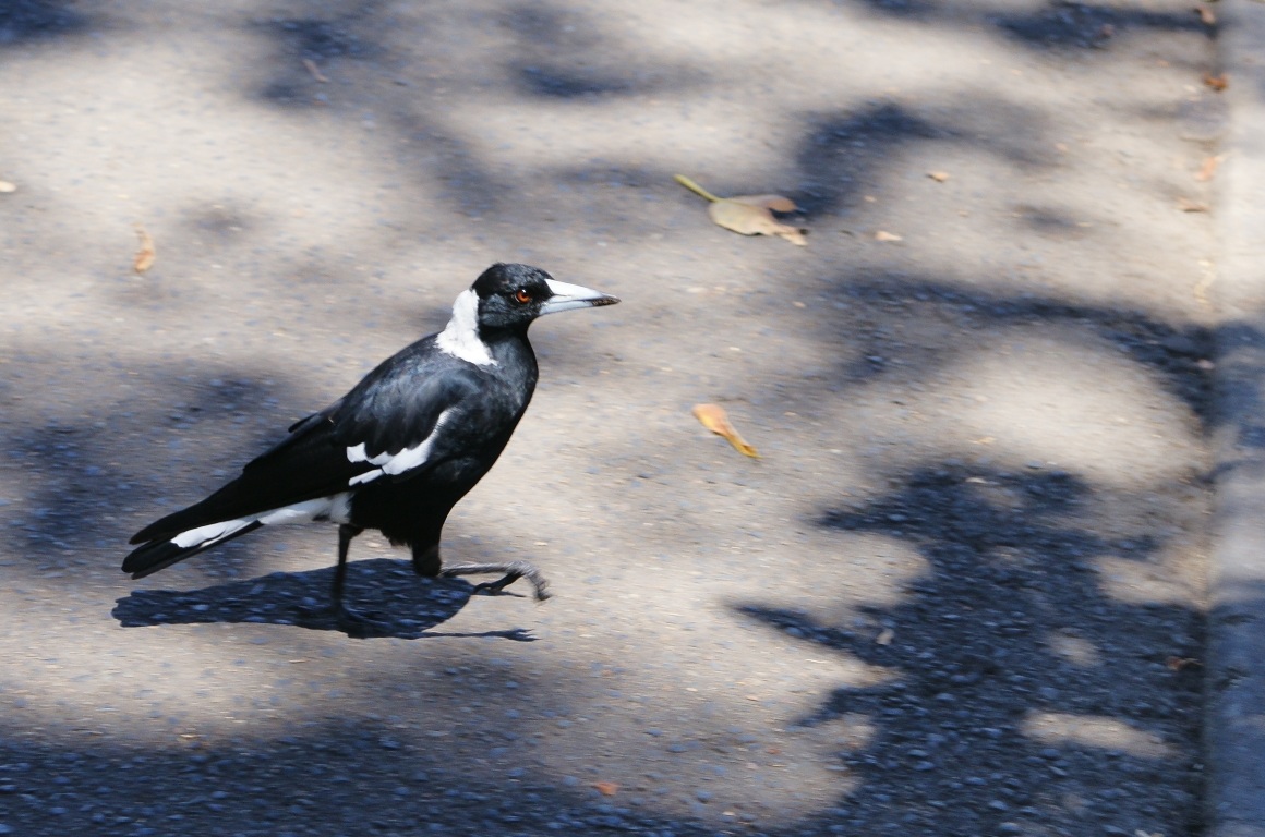 Australian Crow