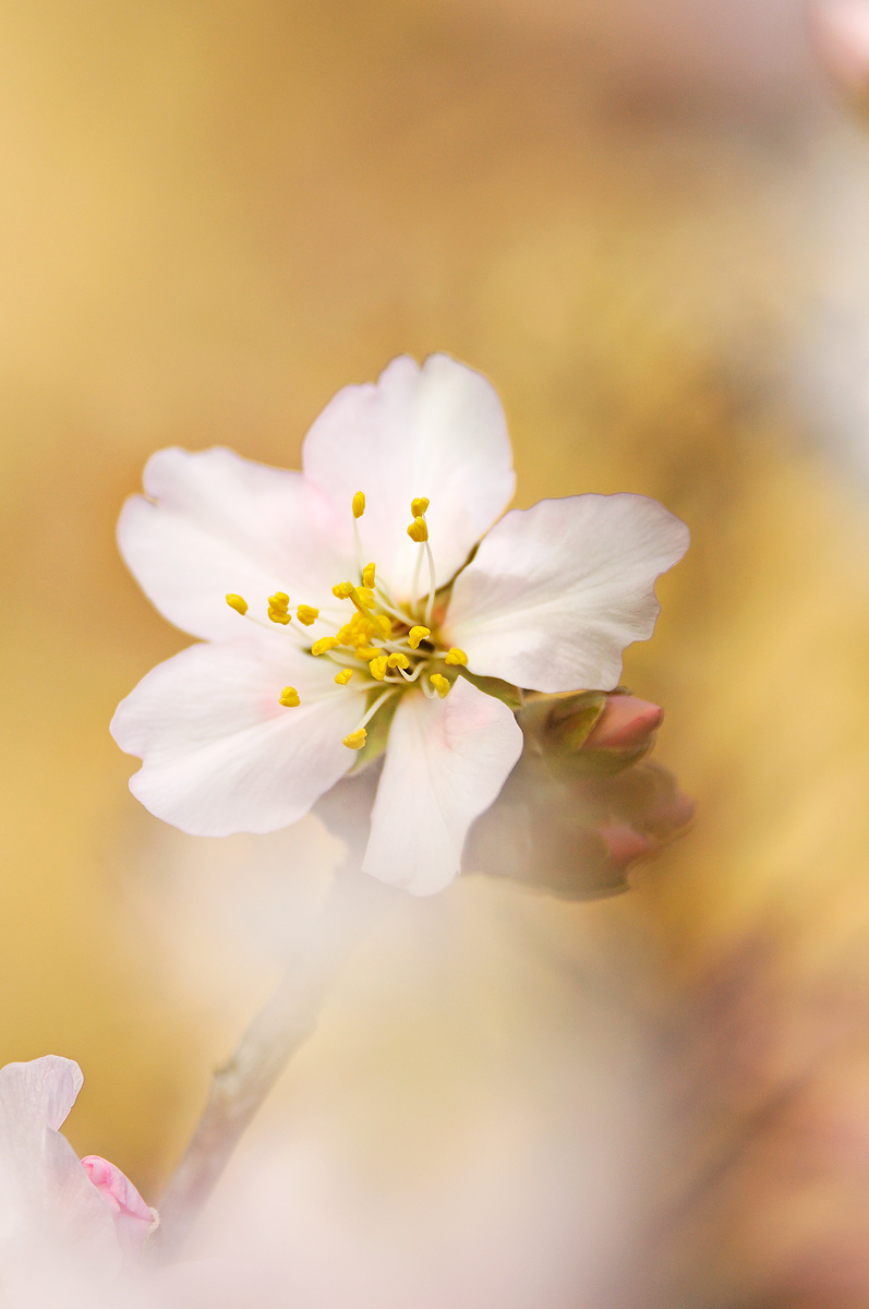 Almond Blossom ...
