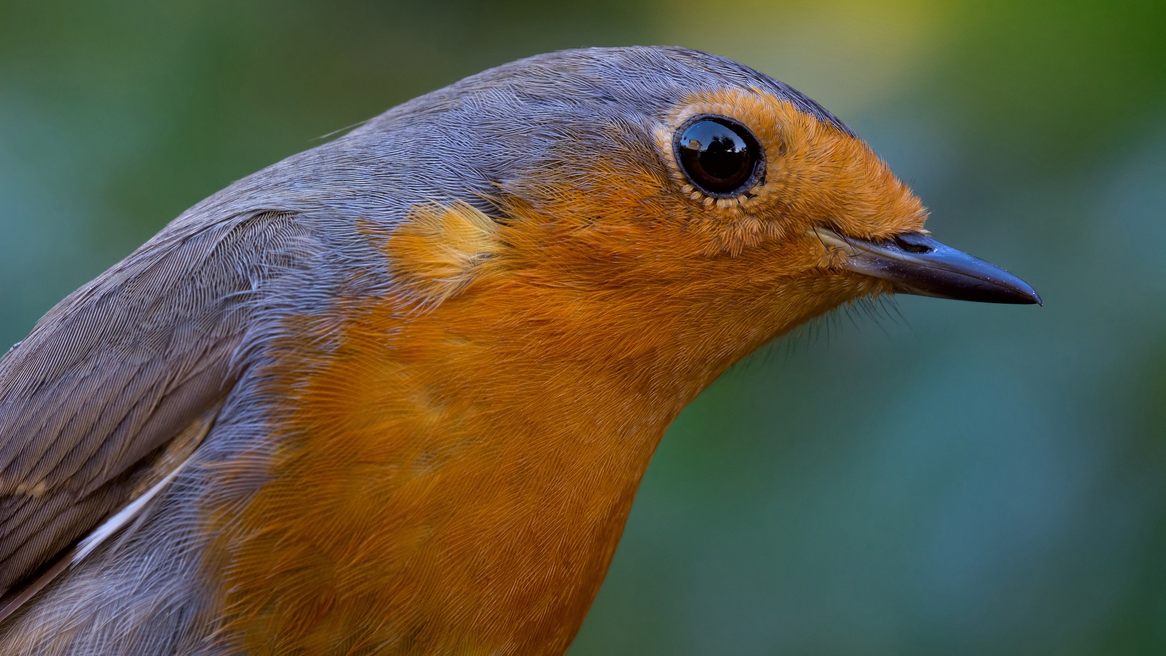 Ultima prova col macro al pettirosso