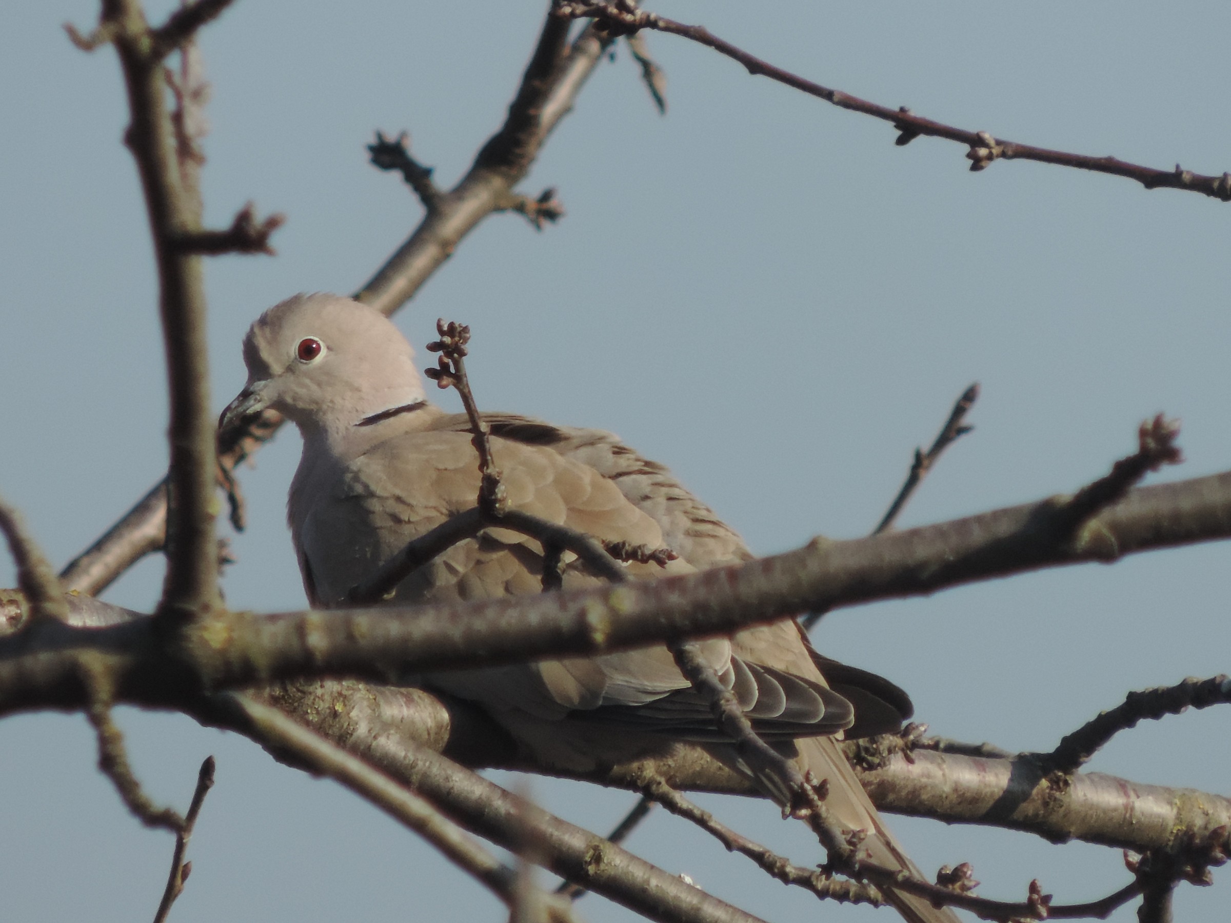 tortora dal collare orientale