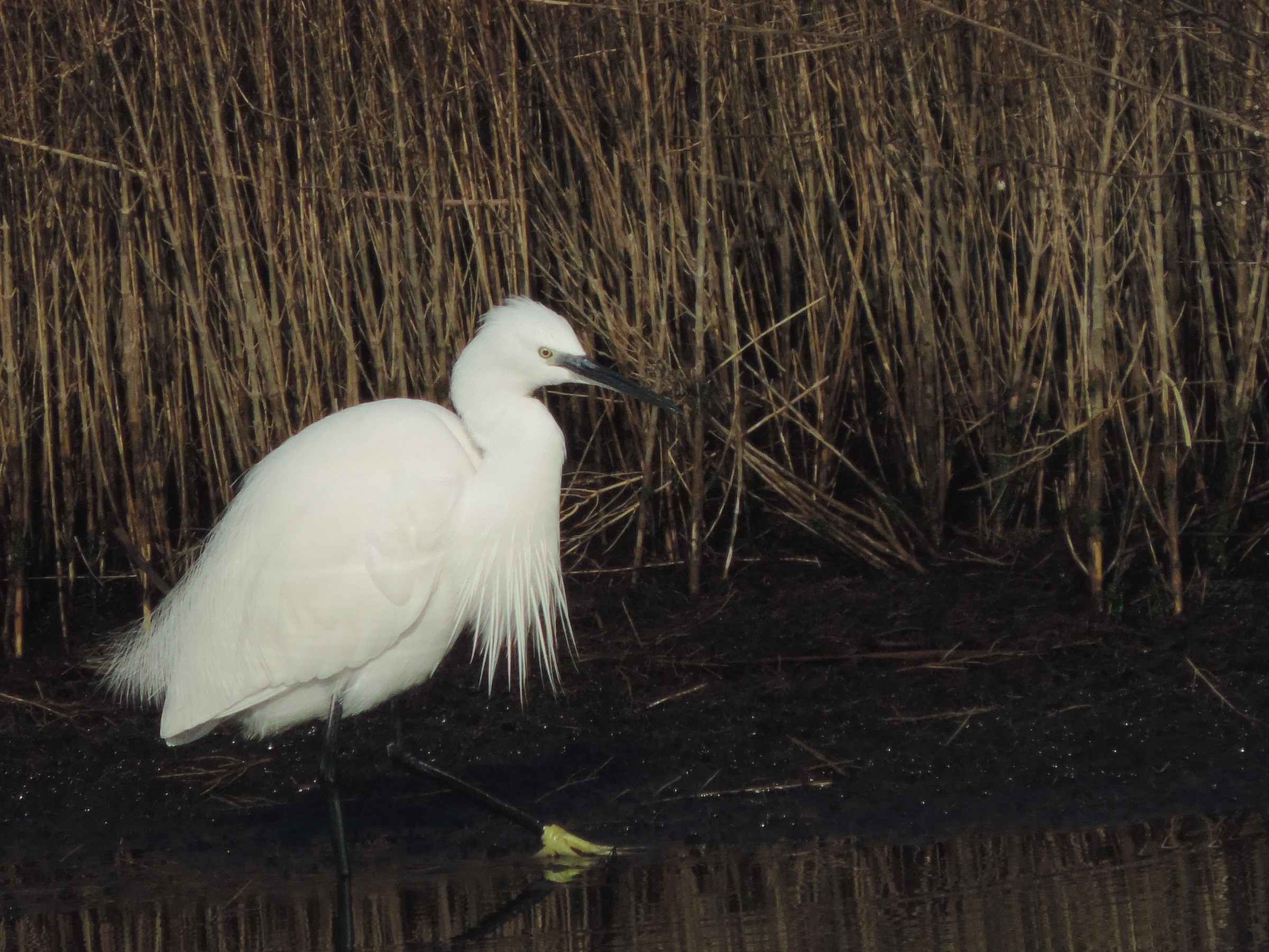 egretta garzetta