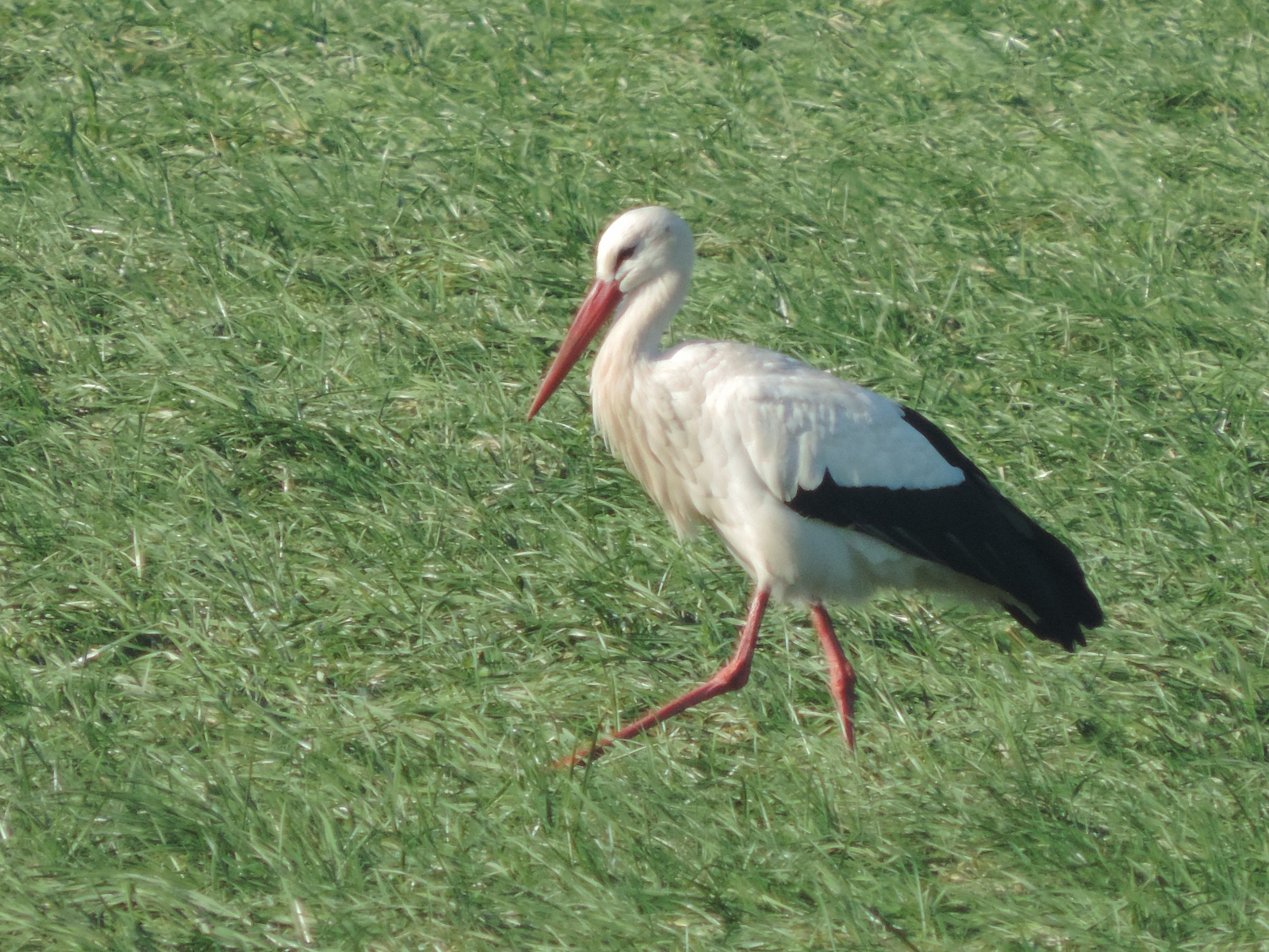 la mia prima cicogna!