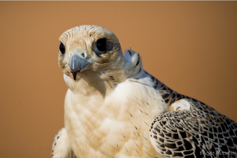 Falconry I present Chiara, Bianca and Tom