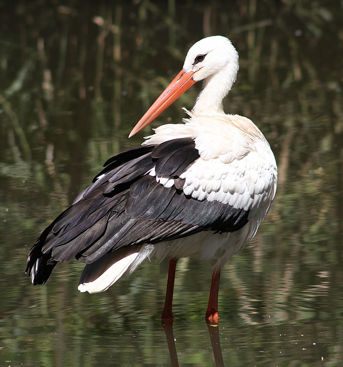 Stork