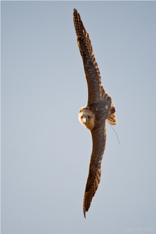 Falconry I present Chiara, Bianca and Tom