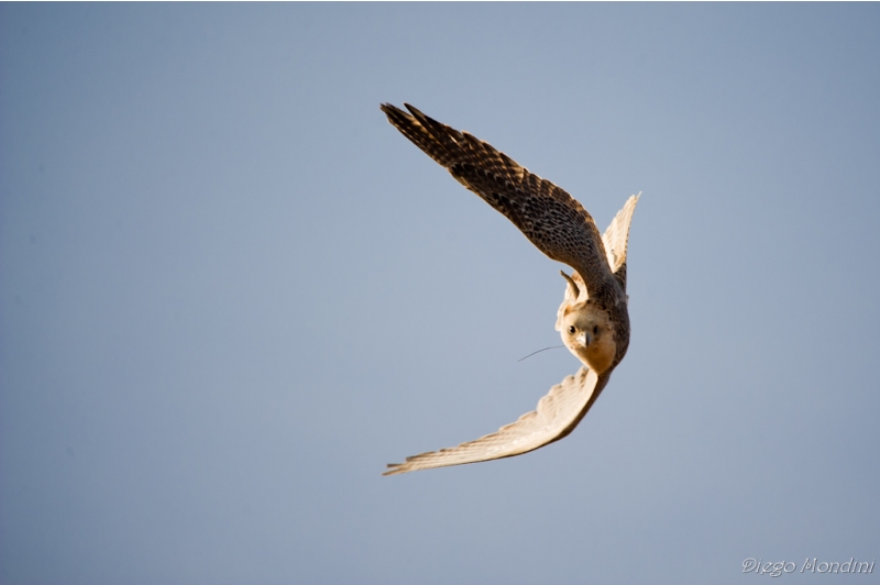 Falconry I present Chiara, Bianca and Tom